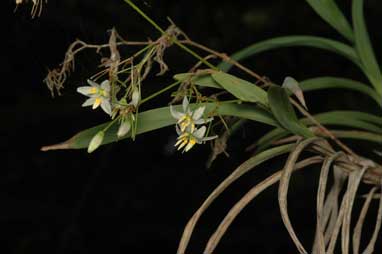 APII jpeg image of Dianella sp. 'Heazelwood'  © contact APII