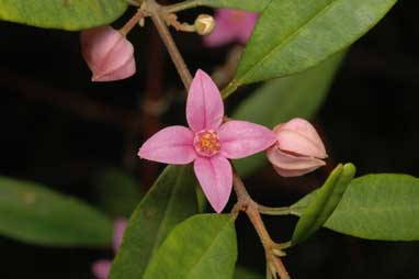 APII jpeg image of Boronia keysii  © contact APII