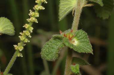 APII jpeg image of Acalypha nemorum  © contact APII