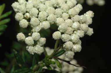 APII jpeg image of Ozothamnus diosmifolius  © contact APII