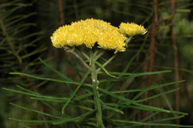 APII jpeg image of Cassinia leptocephala subsp. leptocephala  © contact APII