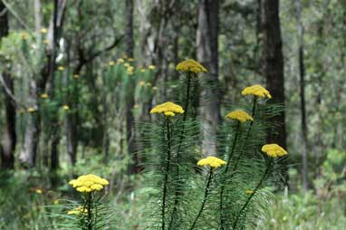 APII jpeg image of Cassinia leptocephala subsp. leptocephala  © contact APII