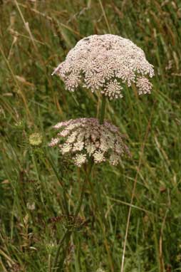 APII jpeg image of Daucus carota  © contact APII