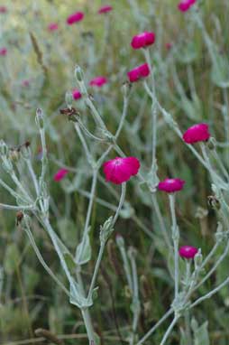 APII jpeg image of Silene coronaria  © contact APII