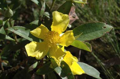 APII jpeg image of Hibbertia scandens  © contact APII