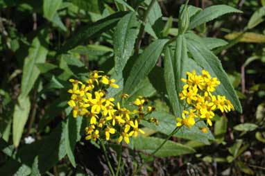 APII jpeg image of Senecio linearifolius var. arachnoideus  © contact APII