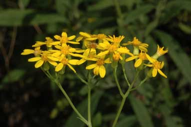 APII jpeg image of Senecio linearifolius var. arachnoideus  © contact APII