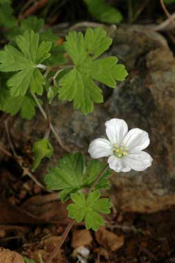 APII jpeg image of Geranium potentilloides var. abditum  © contact APII