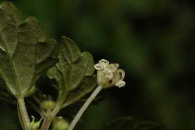 APII jpeg image of Australina pusilla subsp. muelleri  © contact APII