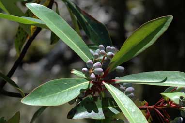 APII jpeg image of Tasmannia purpurascens  © contact APII