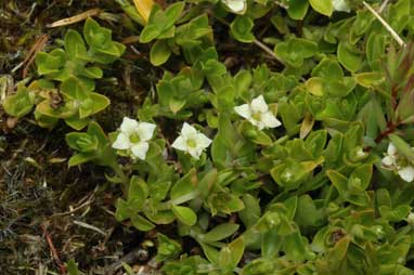 APII jpeg image of Mitrasacme serpyllifolia  © contact APII