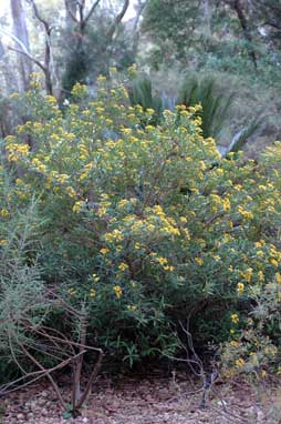 APII jpeg image of Tristania neriifolia  © contact APII