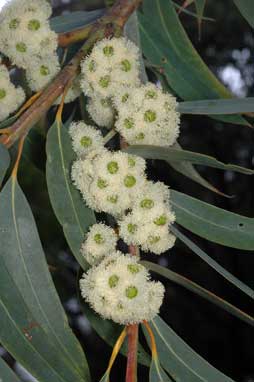 APII jpeg image of Eucalyptus luehmanniana  © contact APII