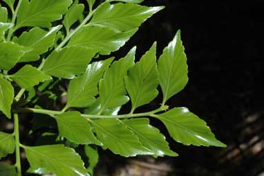 APII jpeg image of Phyllocladus hypophyllus  © contact APII