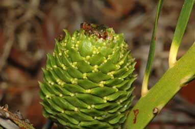 APII jpeg image of Macrozamia fearnsidei  © contact APII