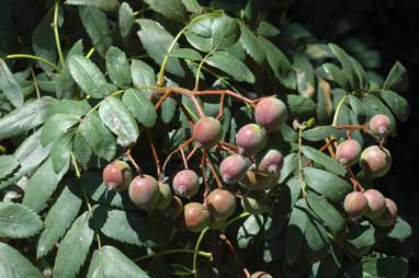 APII jpeg image of Sorbus domestica  © contact APII