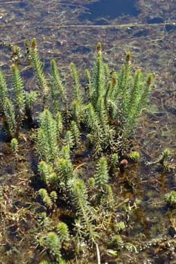 APII jpeg image of Myriophyllum crispatum  © contact APII