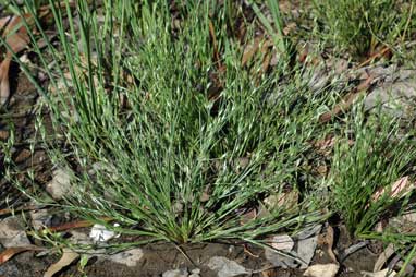 APII jpeg image of Juncus bufonius  © contact APII