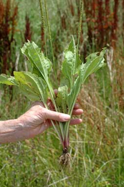 APII jpeg image of Plantago major  © contact APII