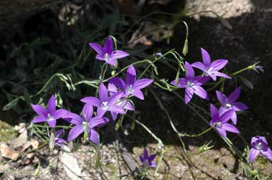 APII jpeg image of Wahlenbergia gloriosa  © contact APII