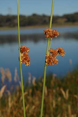 APII jpeg image of Juncus phaeanthus  © contact APII