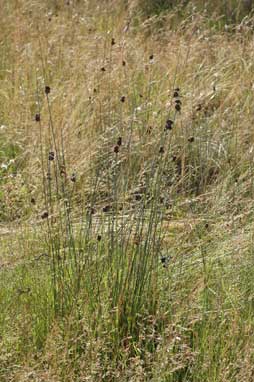 APII jpeg image of Juncus phaeanthus  © contact APII