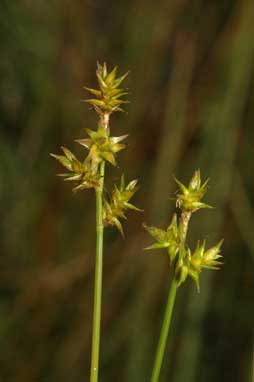 APII jpeg image of Carex echinata  © contact APII