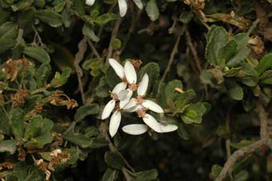 APII jpeg image of Olearia myrsinoides  © contact APII