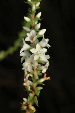 APII jpeg image of Epacris microphylla subsp. microphylla  © contact APII