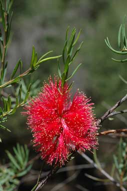 APII jpeg image of Melaleuca fulgens subsp. fulgens  © contact APII