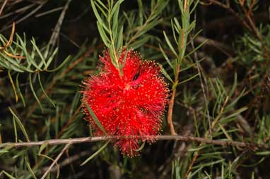 APII jpeg image of Melaleuca fulgens subsp. fulgens  © contact APII