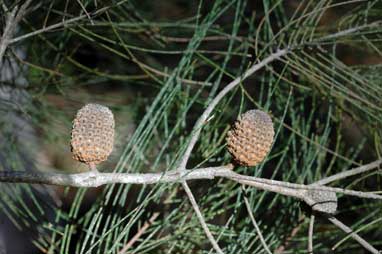 APII jpeg image of Allocasuarina inophloia  © contact APII