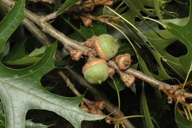 APII jpeg image of Quercus palustris  © contact APII