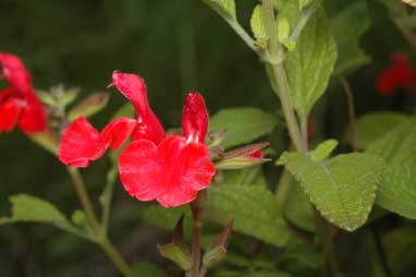 APII jpeg image of Salvia microphylla  © contact APII