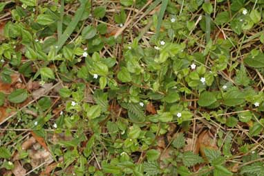 APII jpeg image of Austrocynoglossum latifolium  © contact APII