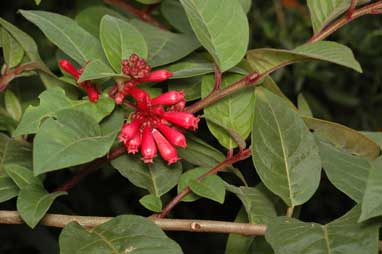 APII jpeg image of Cestrum elegans  © contact APII