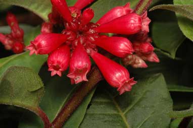 APII jpeg image of Cestrum elegans  © contact APII