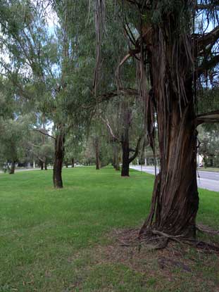 APII jpeg image of Eucalyptus elata  © contact APII