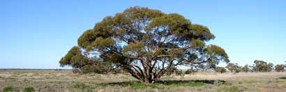 APII jpeg image of Eucalyptus oleosa subsp. oleosa  © contact APII