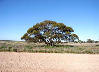 APII jpeg image of Eucalyptus oleosa subsp. oleosa  © contact APII