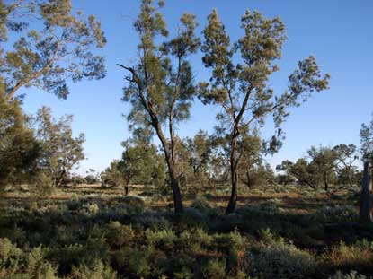 APII jpeg image of Casuarina cristata  © contact APII