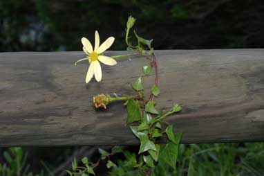 APII jpeg image of Senecio macroglossus  © contact APII