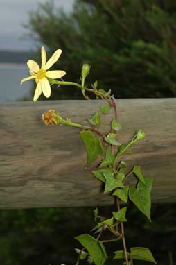 APII jpeg image of Senecio macroglossus  © contact APII