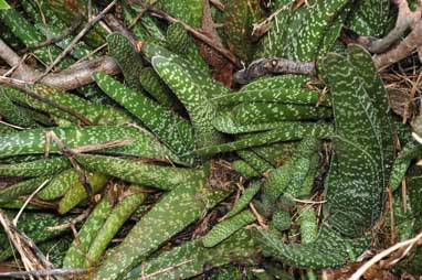 APII jpeg image of Gasteria carinata var. verrucosa  © contact APII