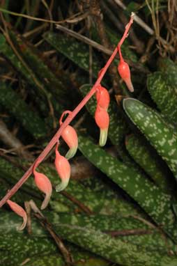 APII jpeg image of Gasteria carinata var. verrucosa  © contact APII