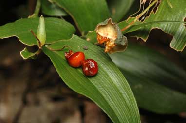 APII jpeg image of Tripladenia cunninghamii  © contact APII