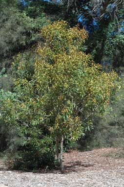 APII jpeg image of Hakea archaeoides  © contact APII