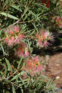 APII jpeg image of Callistemon 'Pink Champagne'  © contact APII