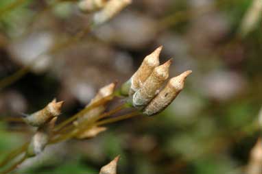 APII jpeg image of Polytrichum commune  © contact APII