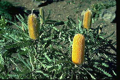 APII jpeg image of Banksia ashbyi  © contact APII